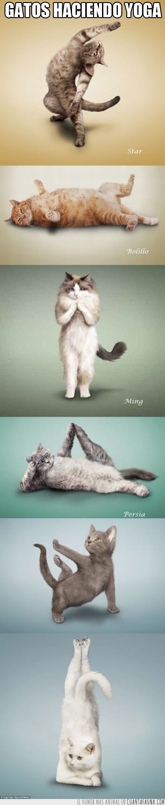 yoga,gato,gatos,cat,yoga cat