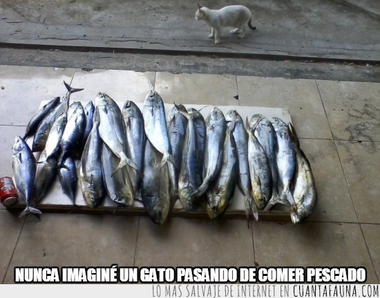 Kira,gato,mío,el mejor,pescado,comer,gracioso