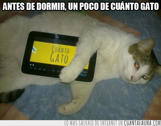 tablet,cuanto gato,cuantogato,antes de dormir