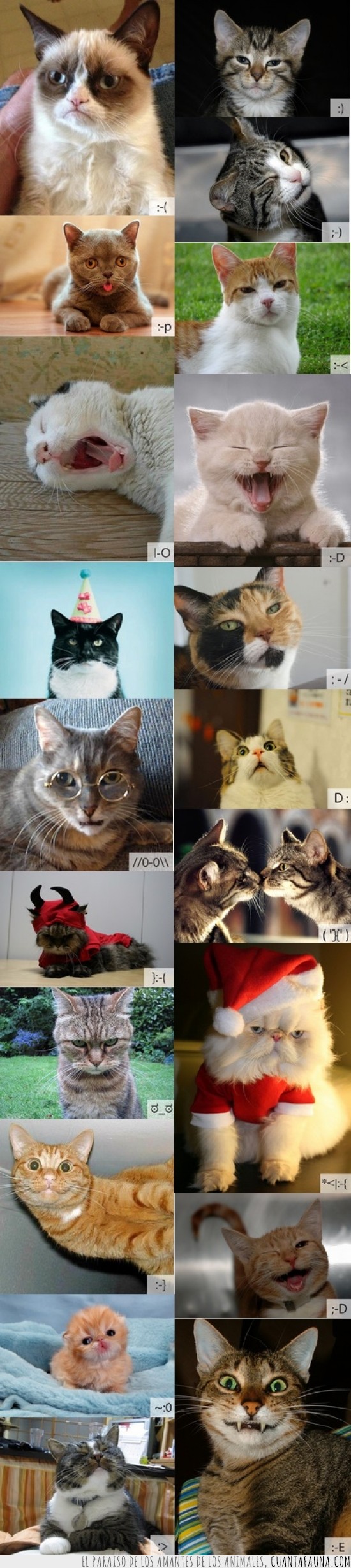emoticonos,gatos,grumpy cat,adorables