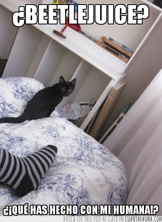 gato,negro,pregunta,beetlejuice,cama,calcetin,rayas,rayado