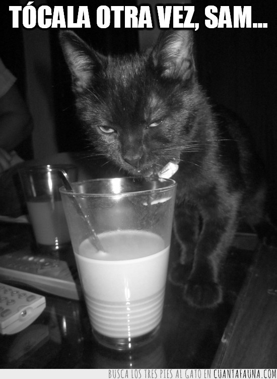 musica,tócala,leche,vaso,mirada profunda,negro,gato,sam