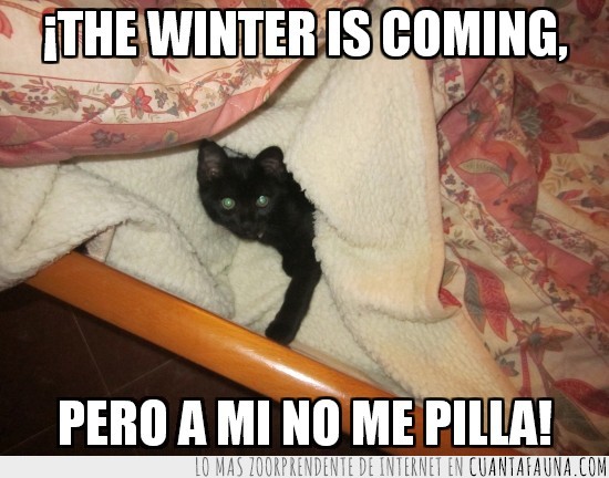 winter is coming,gato,negro,invierno,viene,no pillar,borrego