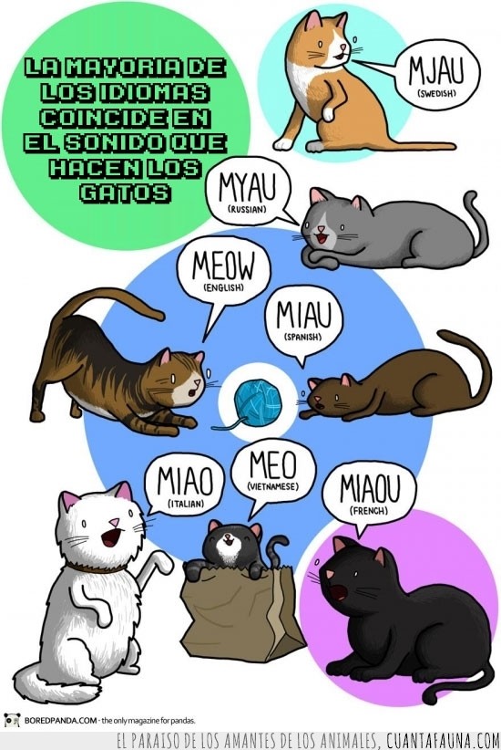 Gato,sonido,miau,idiomas