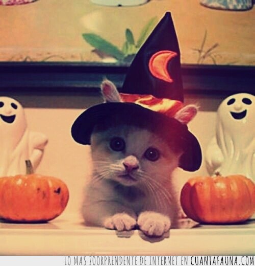 fiesta,Halloween,miedo,bruja,Gato