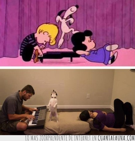 Perro,snoopy,Charlie Brown,piano,parecidos,de pie,teclado