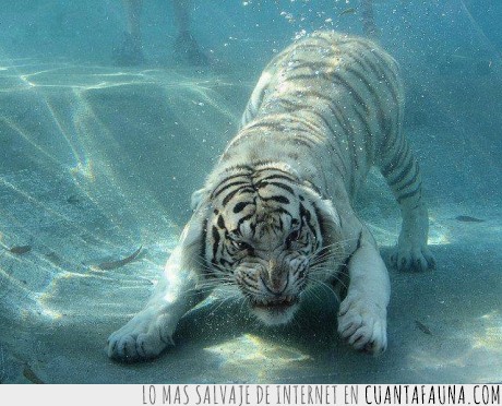 tigre,blanco,agua,atacar,nadar,felino