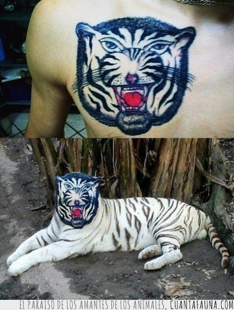encima,tigre,tatuaje,tigre real,photoshop