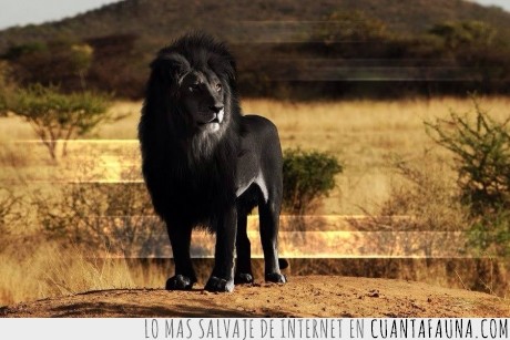 extinto,caza,leon negro,ingleses,la foto es una recreación,Panthera leo melanochaitus,africa,leon