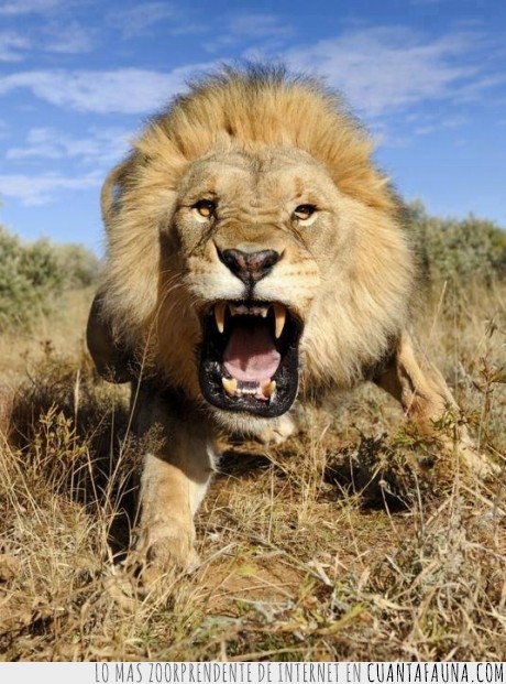 rugido,Serengueti,León,cámara go pro. National Geographic,natgeo,África,mejor foto del año.
