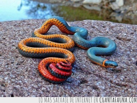 serpiente,arcoiris,naturaleza,colores,azul,naranja,rojo