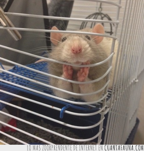 rata,adorable,hamster,se interesa más que tu madre,hablar