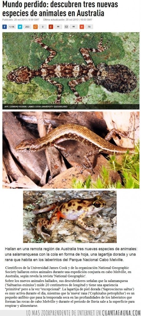 lagartija con cuerpo de serpiente,Nos dominarán los animales australianos,especies raras,Australia,rana,lagartija,salamanquesa,raresas,descubrimientos