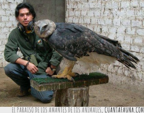 ÁGUILA ARPÍA - El águila más grande del mundo