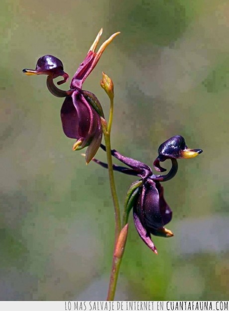 17433 - Orquídea Pato Volador - Otra maravilla de la naturaleza
