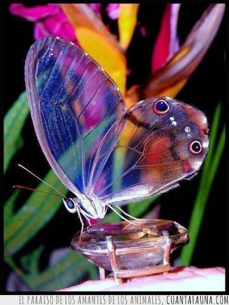 transparente,color,mariposa,curiosa,naturaleza