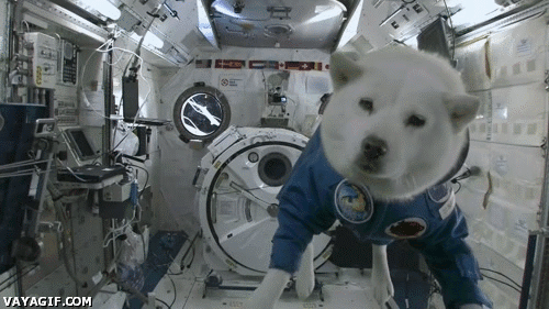 perro,espacio,flotar,gravedad 0,astronauta