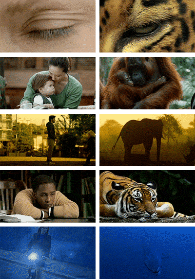 Animales,Elefante,Humano,Igualdad,Mono,Naturaleza,Ojo,Tigre