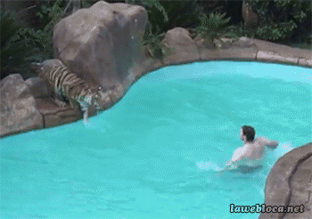 felices vacaciones,piscina,tigre,sorpresa