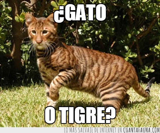 gato y tigre,Raza Toyger