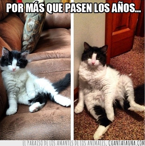 gato,pose,acostado,cachorro,tumbado,misma pose