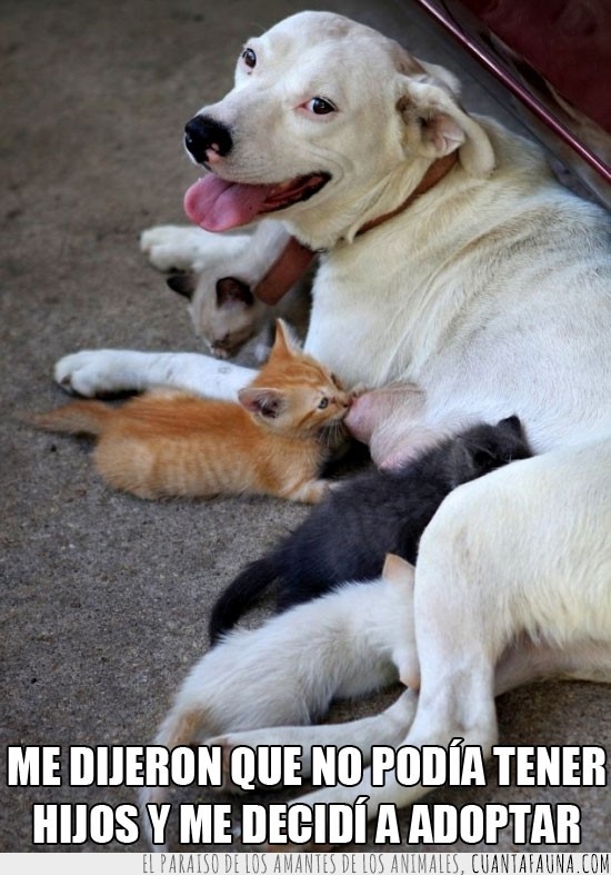 perra,mamar,gatitos,bebe,cachorros,amor,tierno,adoptar
