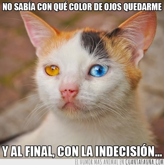 amarillo,azul,indecision,indeciso,color,mirada,ojos,Gato