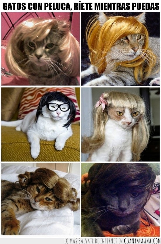 gatos,peluca,pelo,disfraz