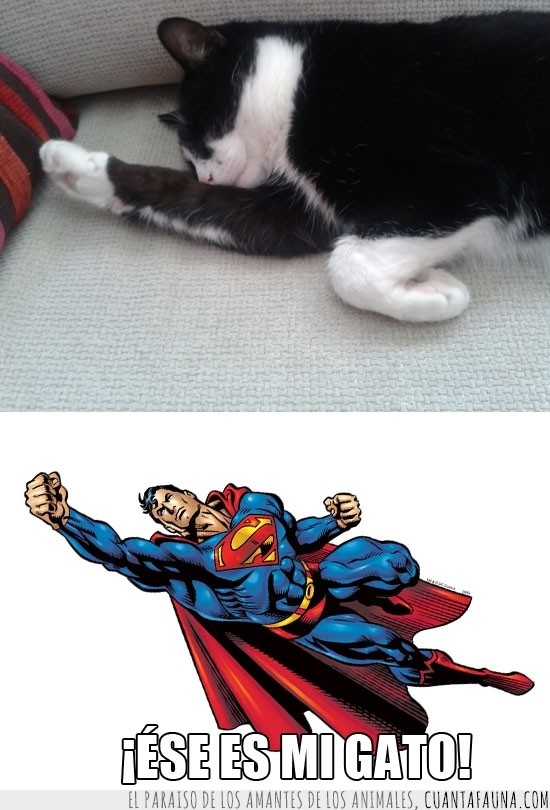 ese es mi gato,dormir,soñar,superman,superhéroe