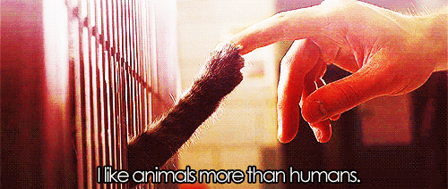 animales,dedo,garra,gato,gustar,mano,personas,valioso,zarpa