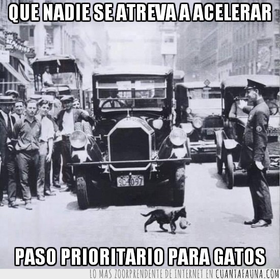 tráfico,gatito,gatos,madre,cachorro,blanco y negro,foto antigua
