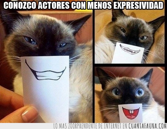 gato,sonrisas,gracioso,dibujo,actores,expresividad