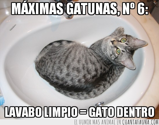 lavabo,limpio,gato dentro,maximas gatunas,felinas,pica