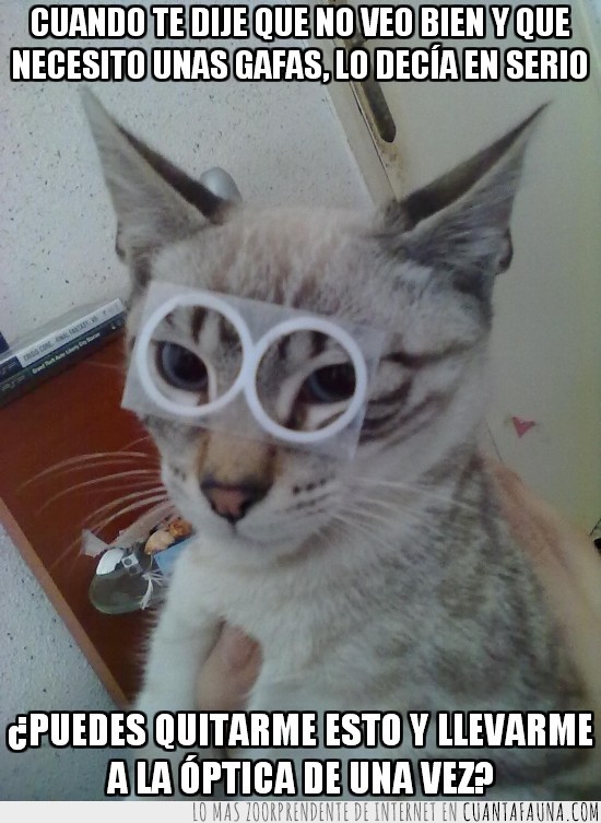 llevar,no ver bien,optica,gato,gafas,guapo
