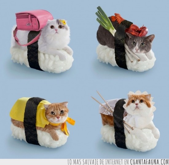 gatos,sushi,disfraz,vestidos