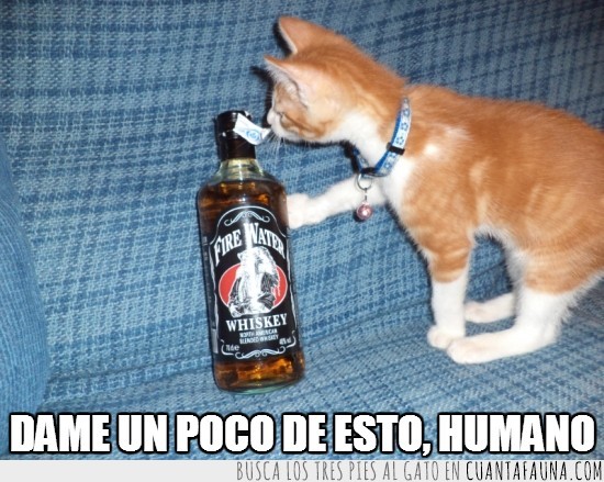 botella,whisky,bebida,dame un poco,gato