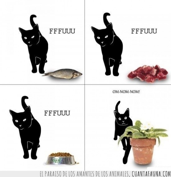 gato,negro,FFFUUU,om nom nom,plantas,pescado,carne,pienso