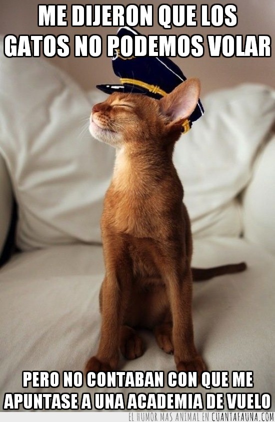 gato aviador,volar,piloto,gorra,volador,academia de vuelo