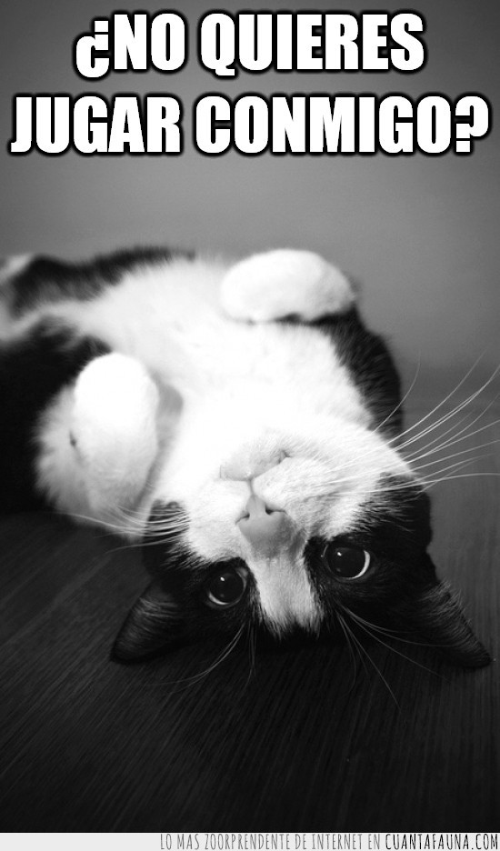 gato,fotos,blanco y negro,tierno,adorable,jugar