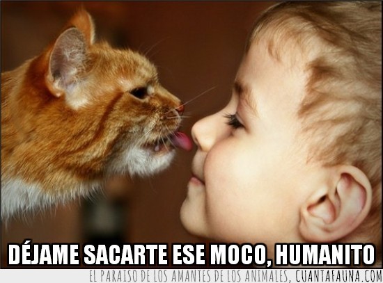 gato,niño,lengua,nariz,humanito