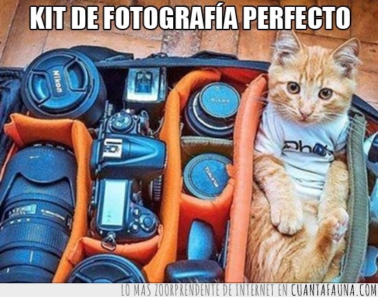 Gato,fotografía,kit,mochila,lo tiene todo,nikon
