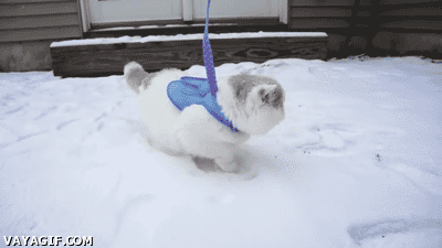 abrigado,frio,gato,lo esta flipando,nieve,por primera vez