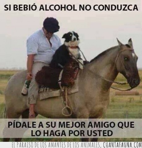 caballo,perro,borracho. ayuda,beber,riendas,conducir,conductor sobrio