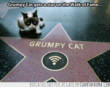15690 - GRUMPY CAT - Ahora tiene una cosa más importante que odiar