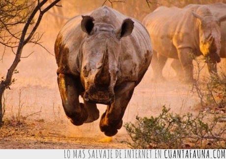 correr,foto,rinoceronte,pos vuelo xD,agallas,estampida,fotografo