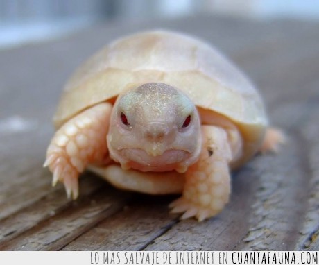 18065 - HOLA, AMIGOS - Aquí os presento a una tortuga bebé albina