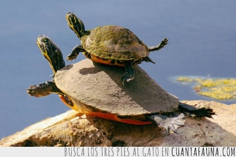 18067 - ASÍ ES - Como las tortugas enseñan a nadar a sus crías