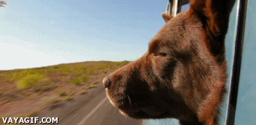 perro,camion,autostop,autoestop,camionero
