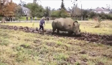 rinoceronte,arar,campo,tierra,agricultor