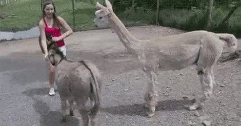 Are Donkey Shows Real In Mexico